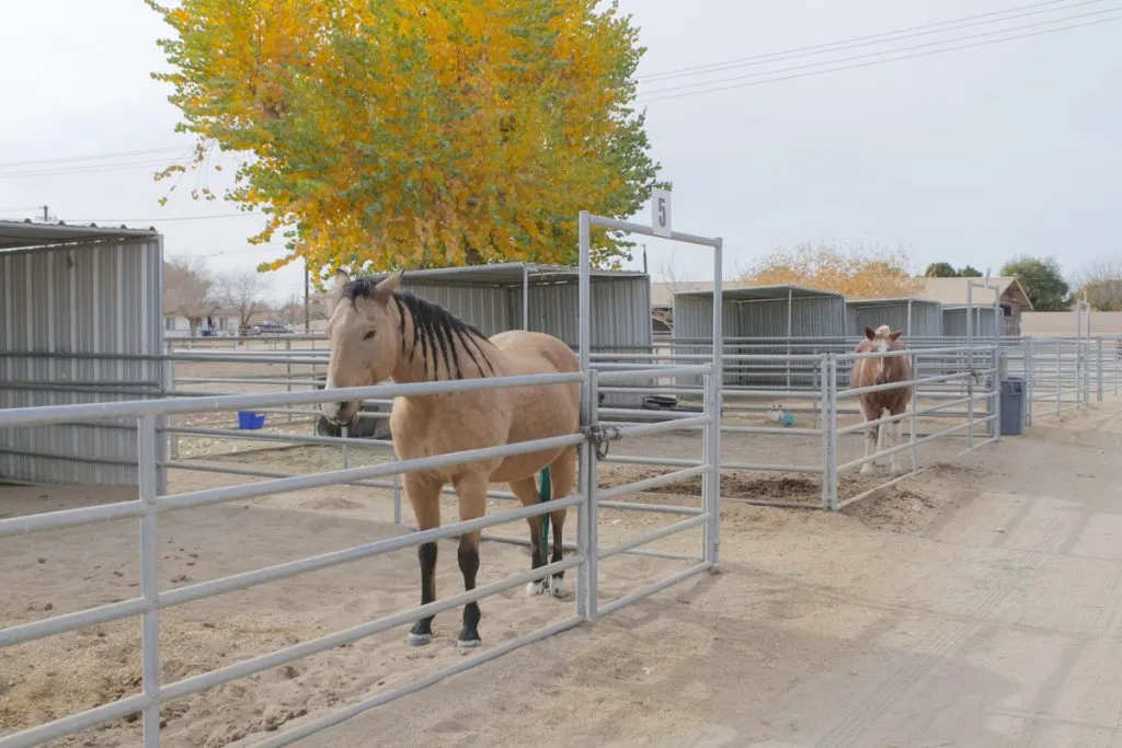 26987 Lakeview Dr. Helendale, CA 92342 equestrian center